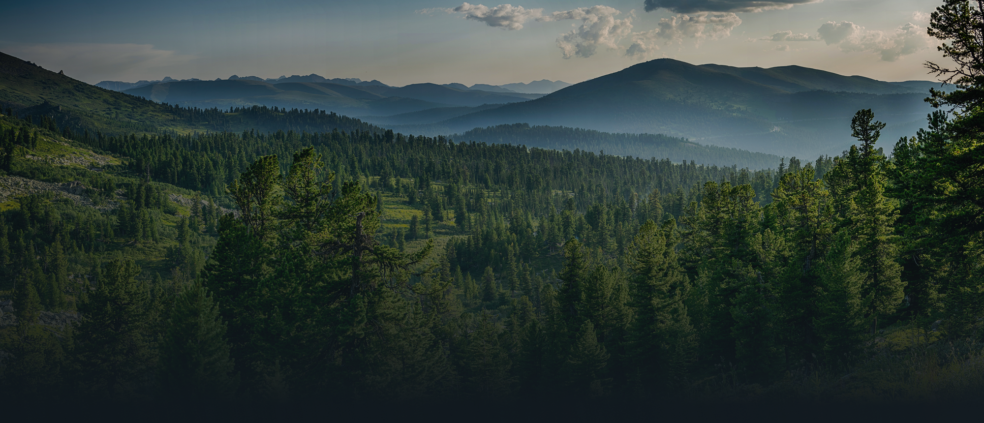 Panoramic pine forest showing layered mountain ridges and misty morning light