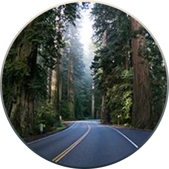 Winding road through a dense forest of tall trees